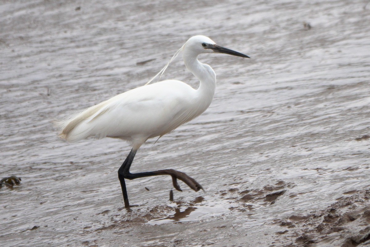 Little Egret - ML659572609