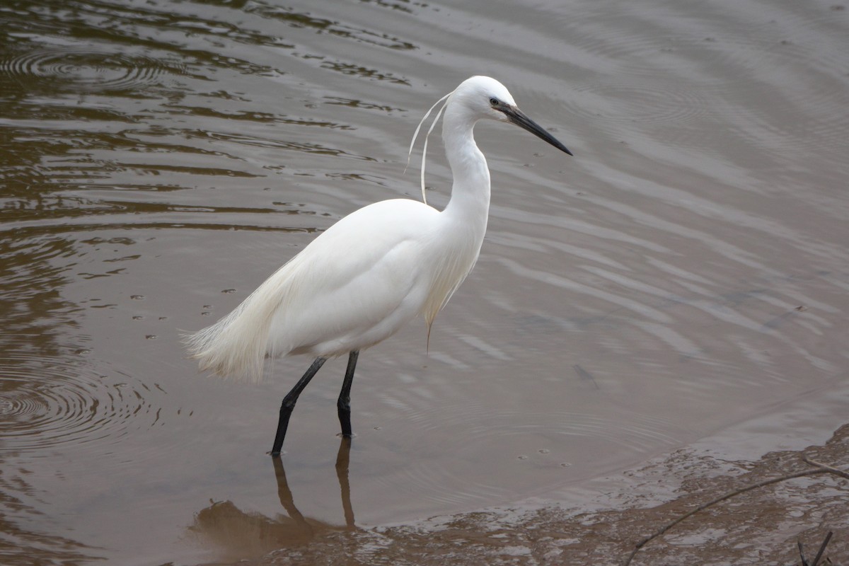 Little Egret - ML659572610