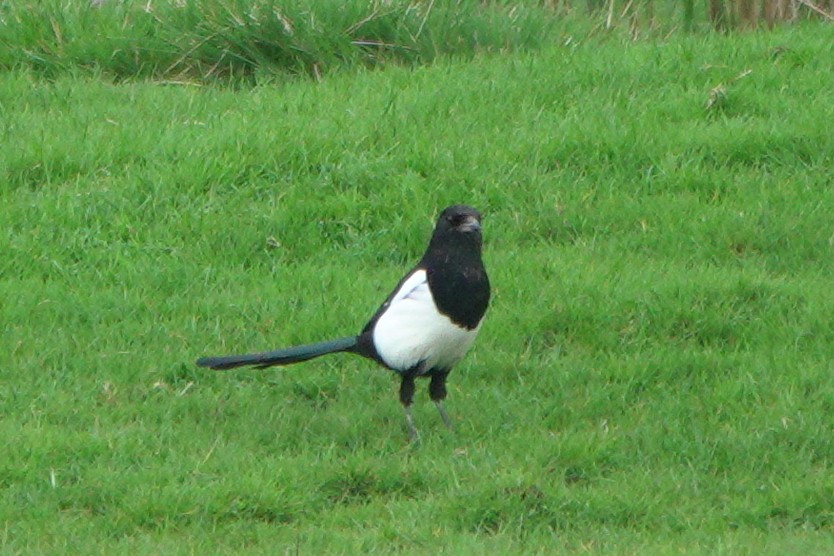 Eurasian Magpie - ML659572646