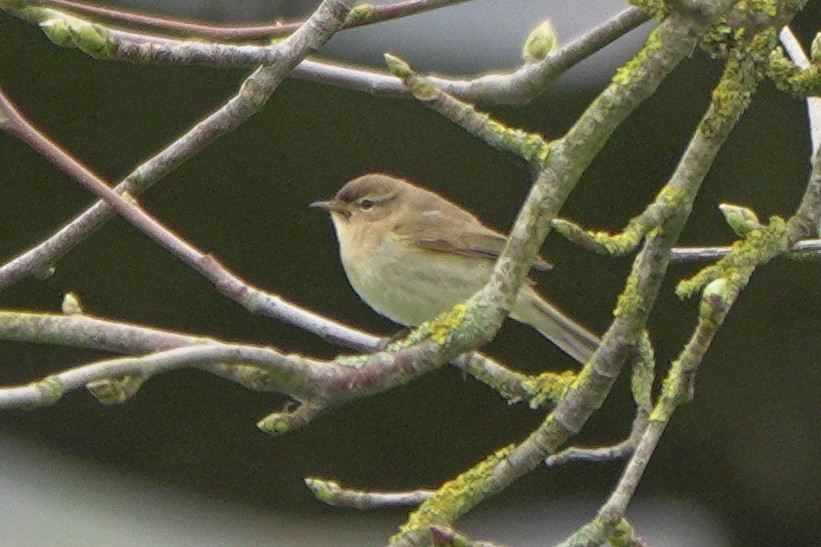 Common Chiffchaff - ML659572652
