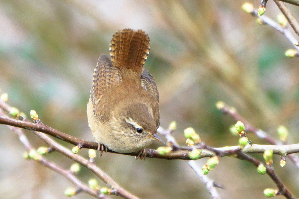 Eurasian Wren - ML659572654