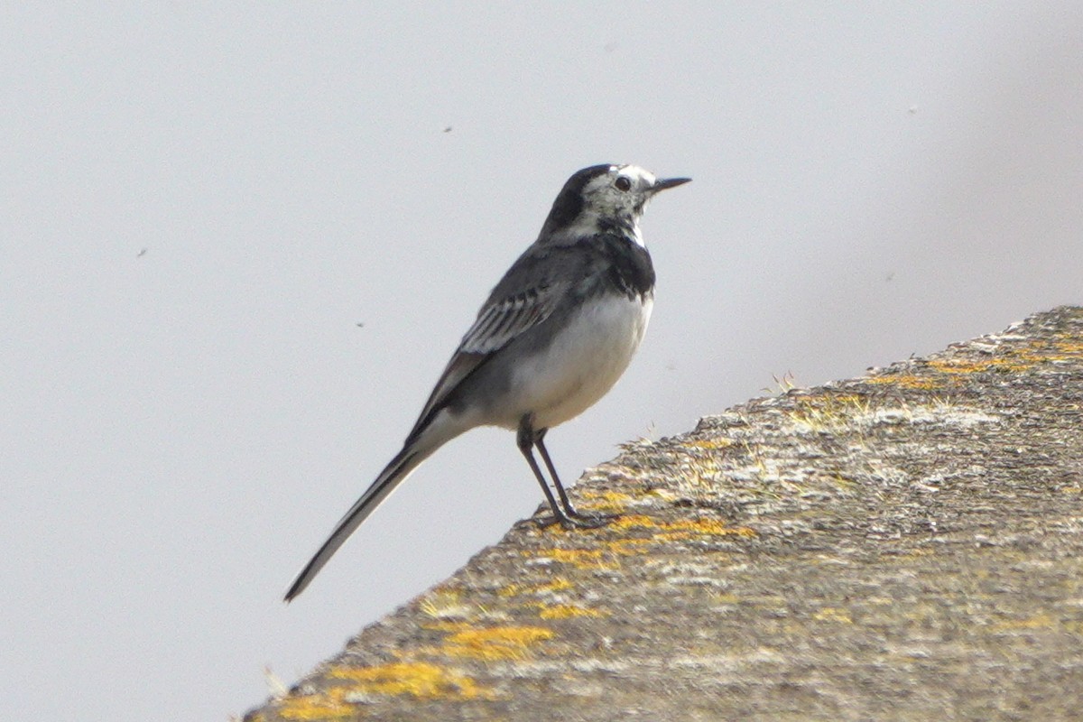 White Wagtail (British) - ML659572665