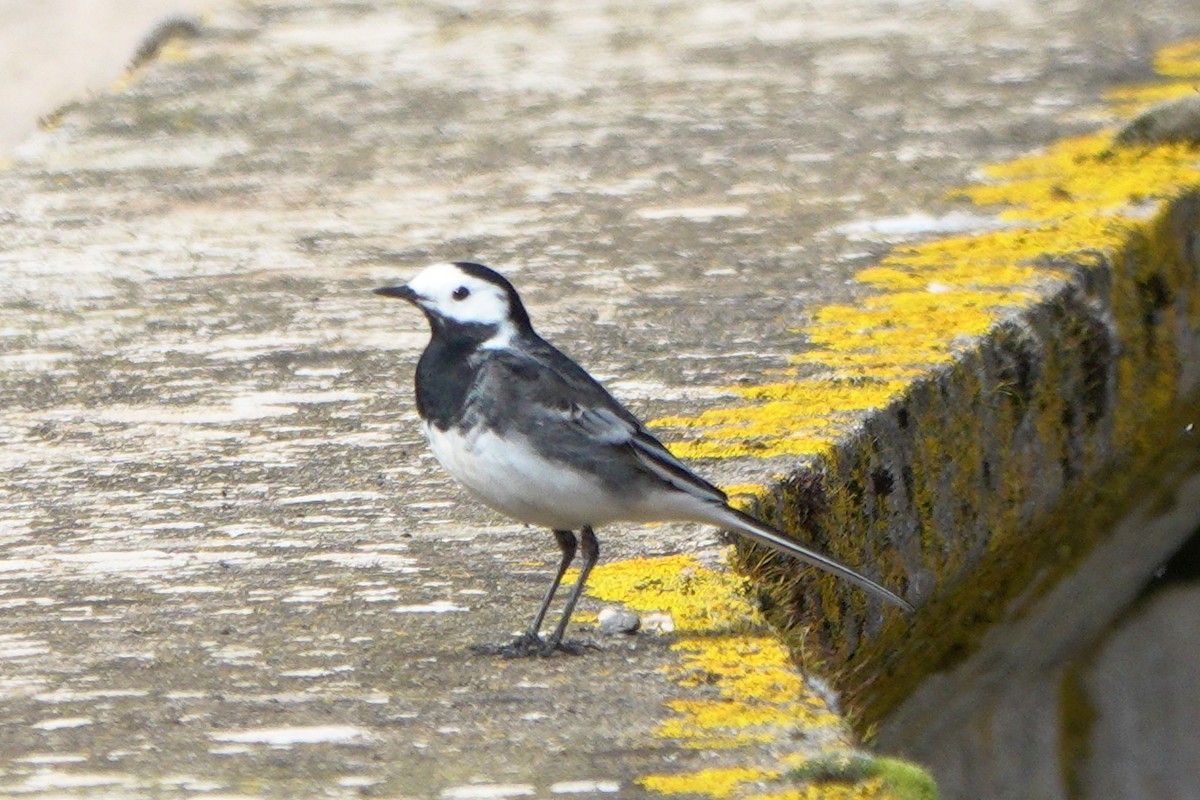 White Wagtail (British) - ML659572666