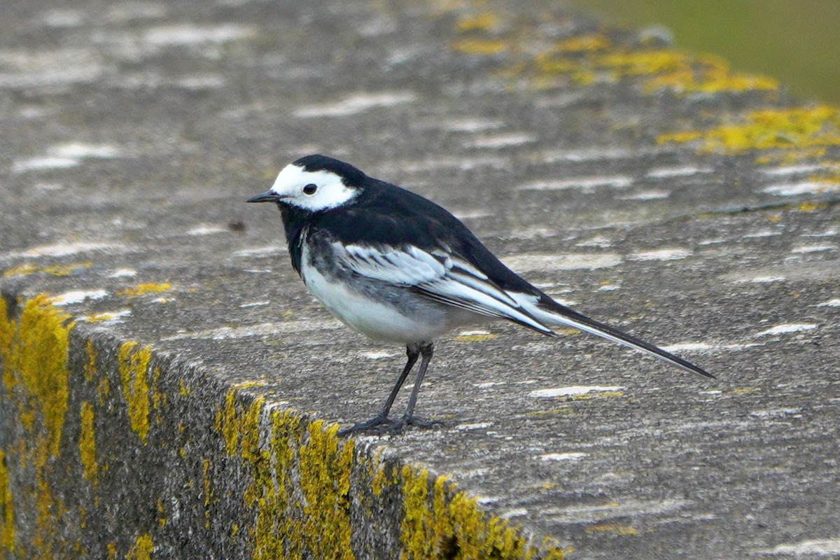 White Wagtail (British) - ML659572667