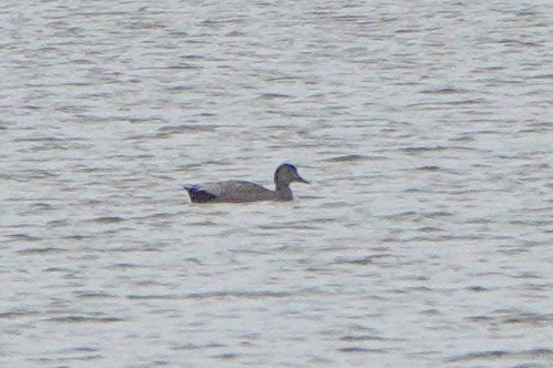 Gadwall - ML659572728