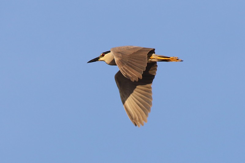 Black-crowned Night Heron (American) - ML65957281