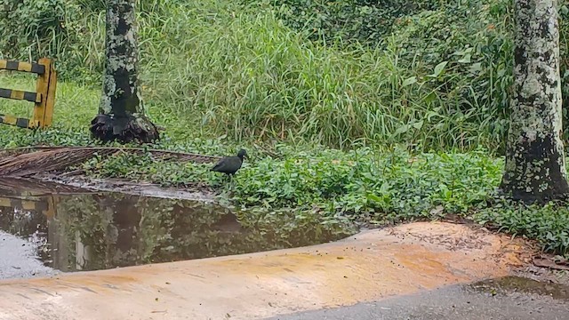 Green Ibis - ML659572850