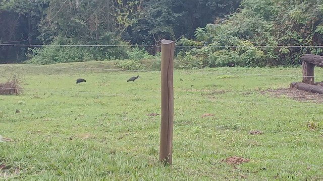 Green Ibis - ML659572859