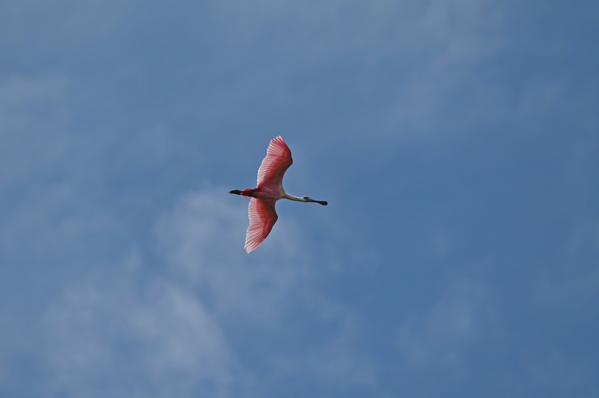Pembe Kaşıkçı - ML659573352