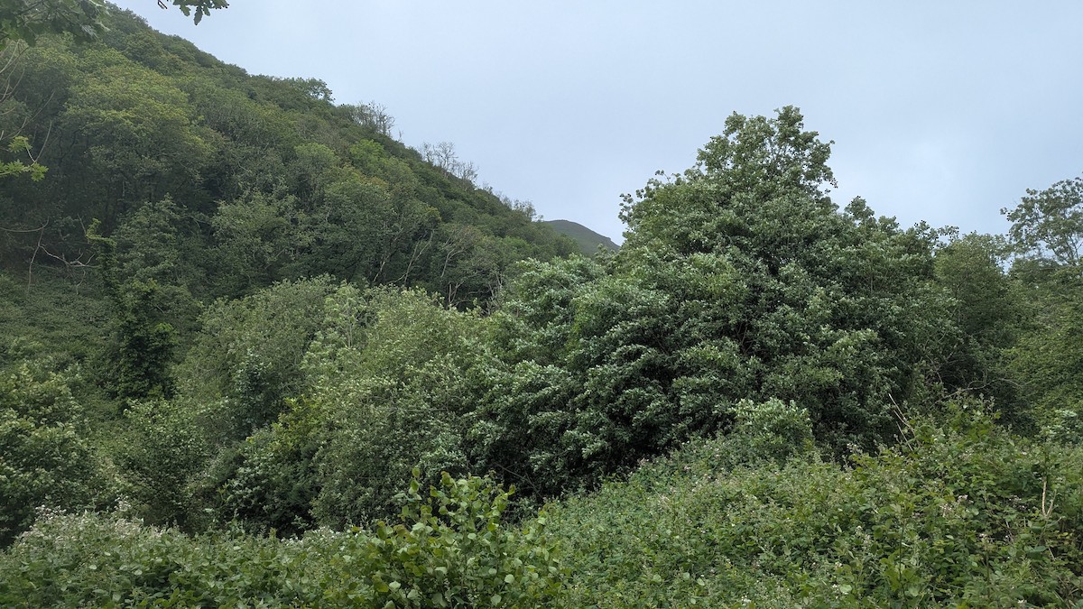 null - ML659573824
