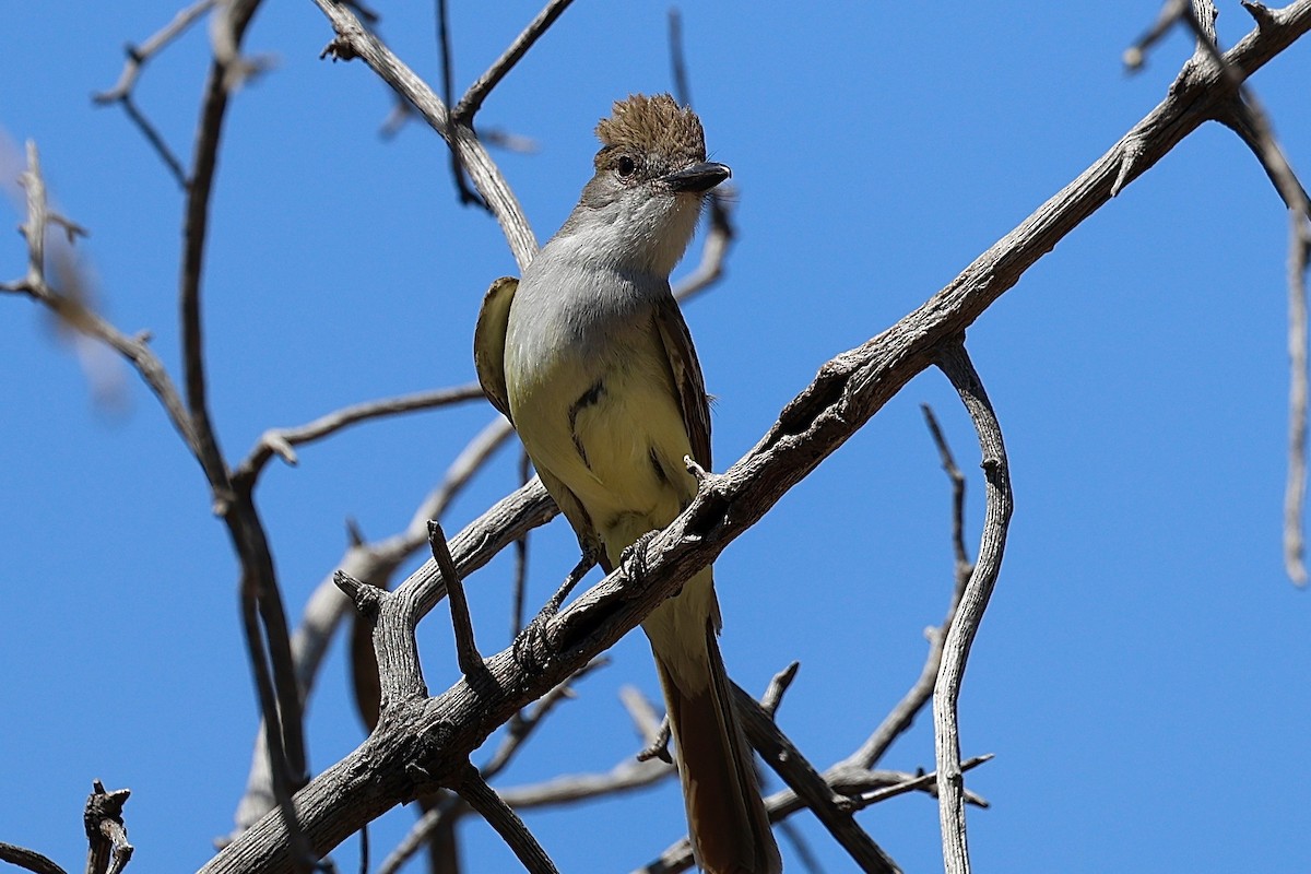 Brown-crested Flycatcher - ML659574270
