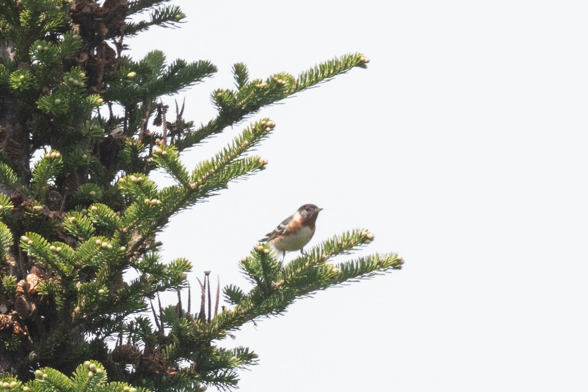 Bay-breasted Warbler - ML659574650