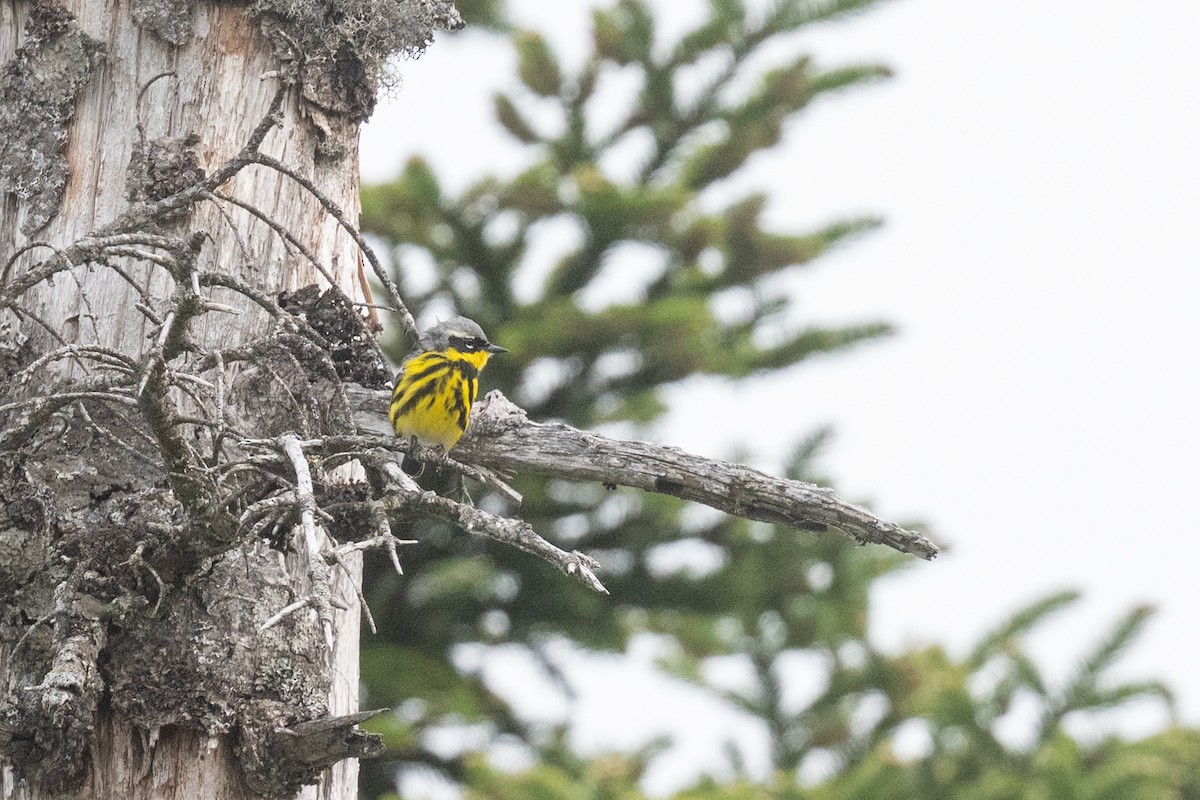 Magnolia Warbler - ML659574654