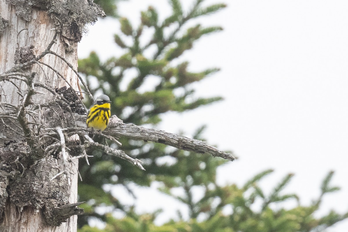 Magnolia Warbler - ML659574655