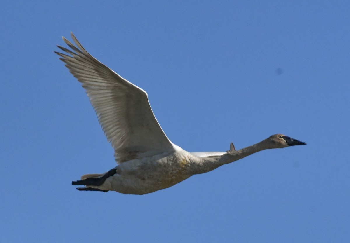 Trumpeter Swan - ML659574892