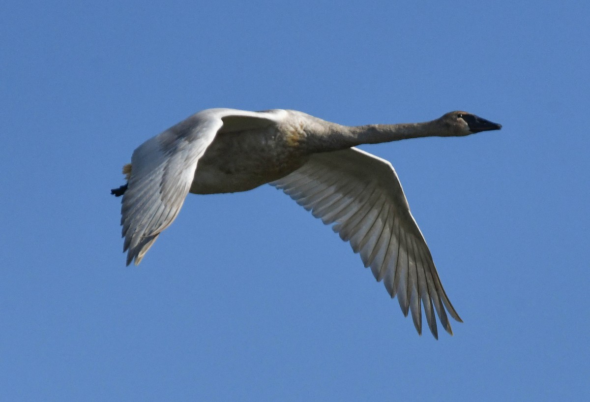 Trumpeter Swan - ML659574893