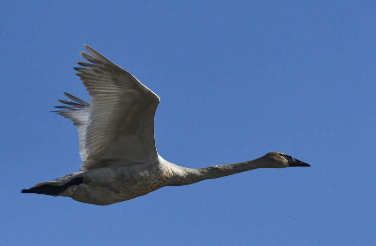 Trumpeter Swan - ML659574894