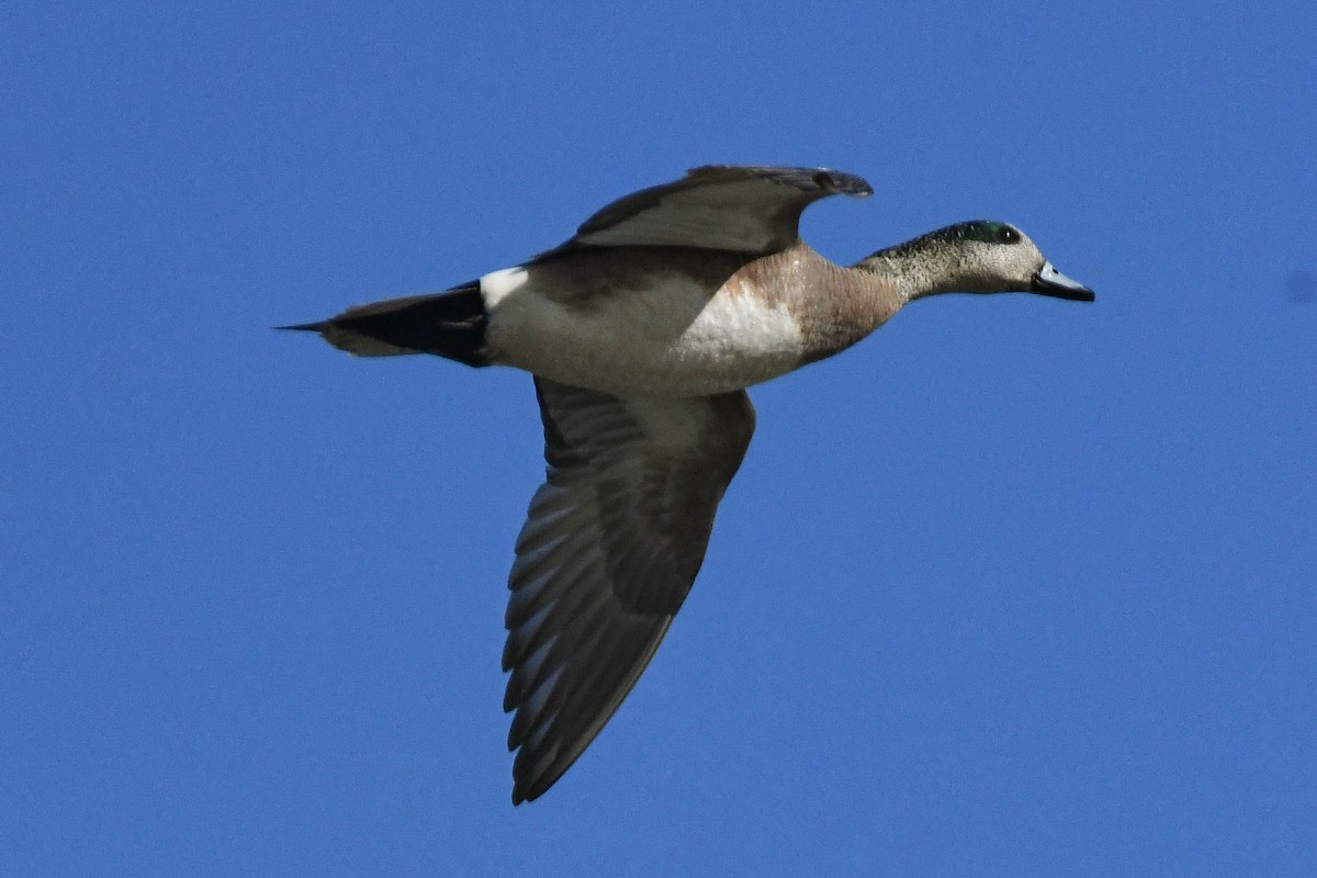 American Wigeon - ML659574903