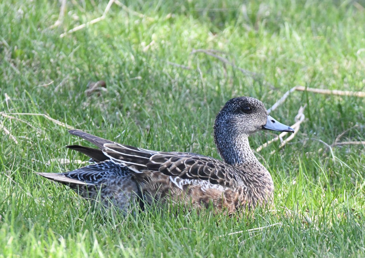 American Wigeon - ML659574904