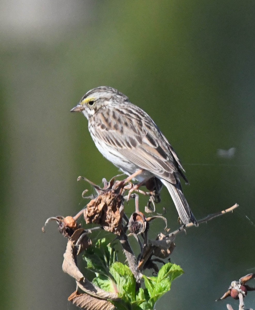 Savannah Sparrow - ML659574911