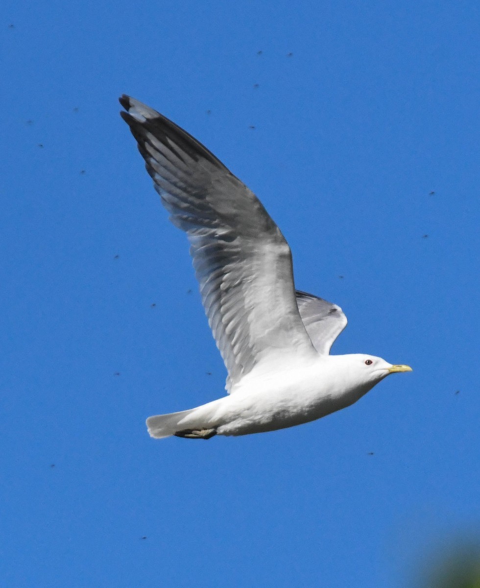 Short-billed Gull - ML659574916