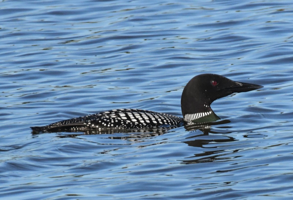 Common Loon - ML659574933