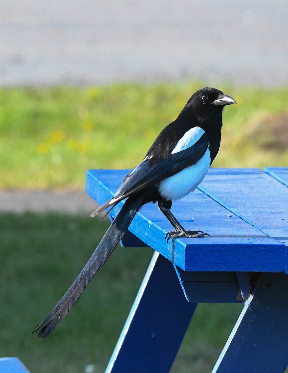 Black-billed Magpie - ML659574978