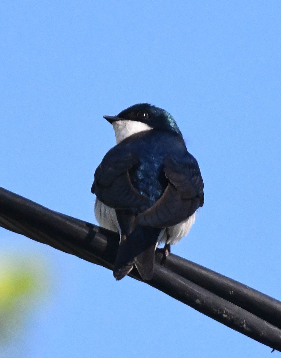 Tree Swallow - ML659575021