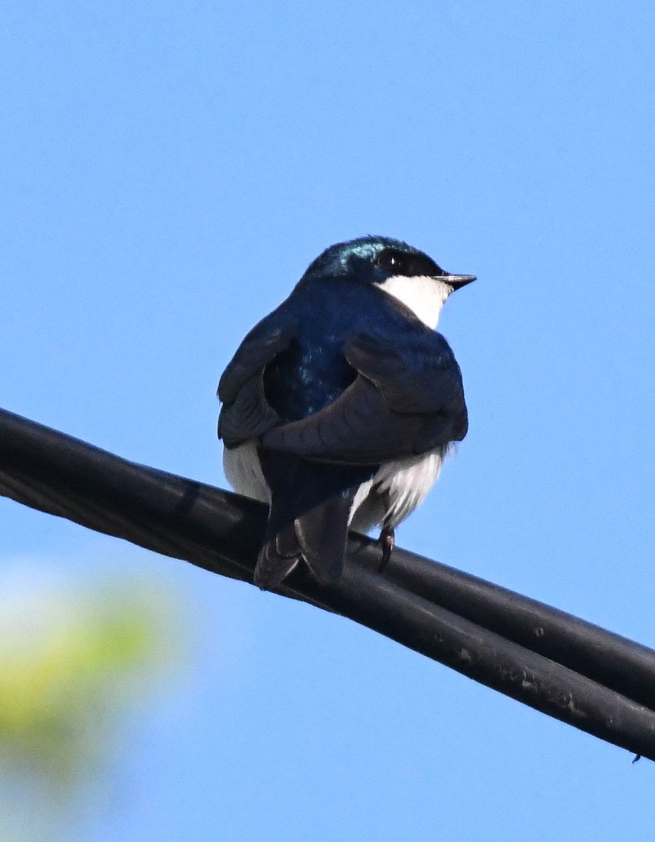 Tree Swallow - ML659575022