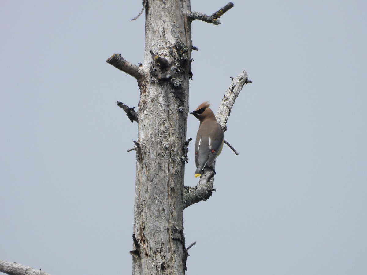 Cedar Waxwing - ML659575167