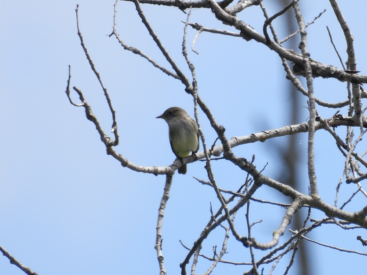 Alder Flycatcher - ML659575187