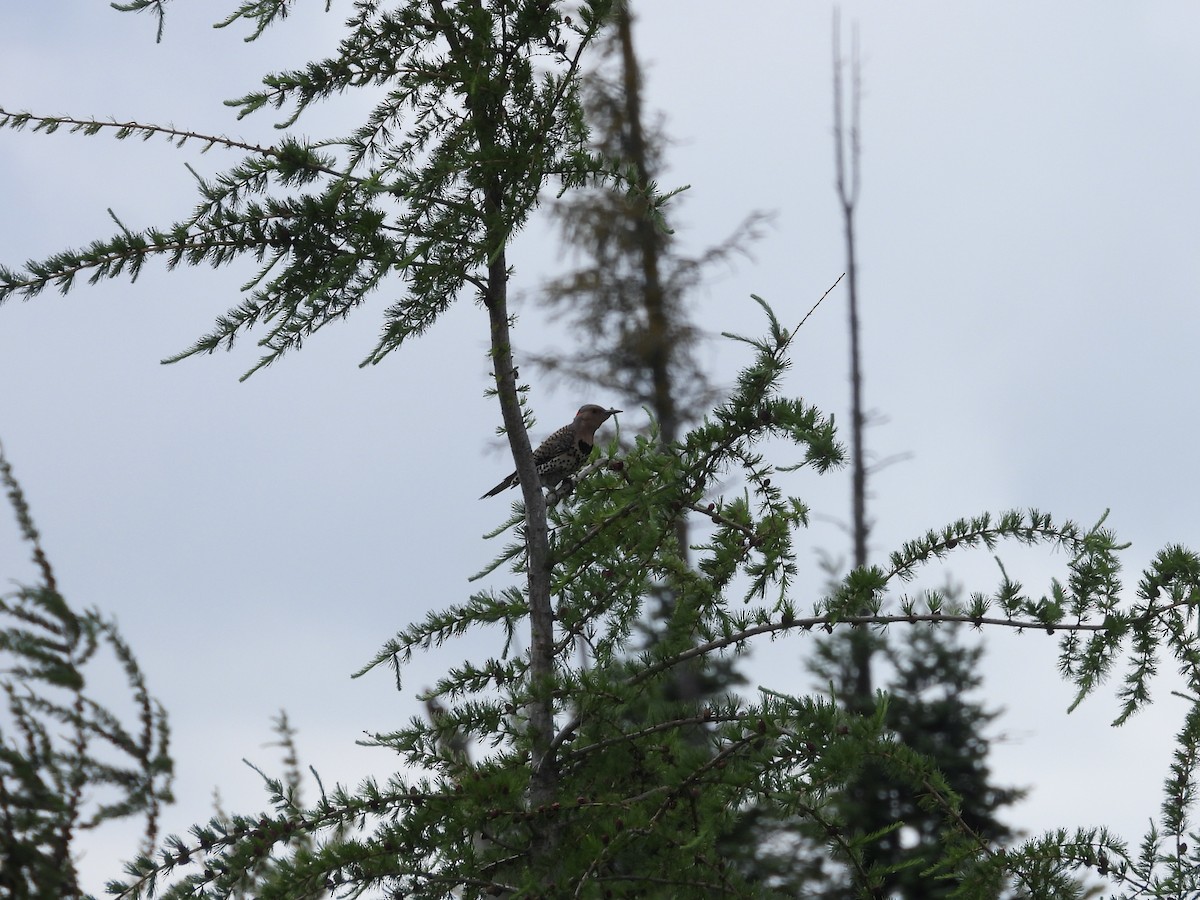 Northern Flicker - ML659575268