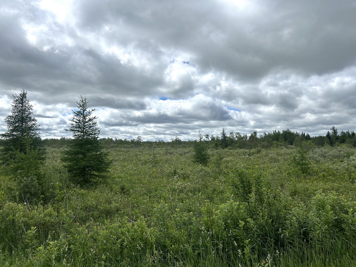 null - ML659575273