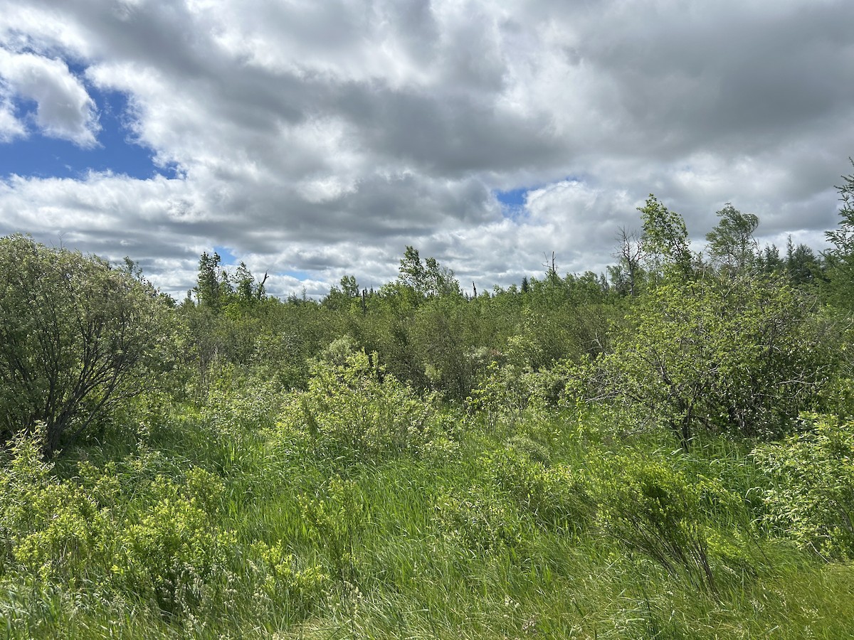 null - ML659575274