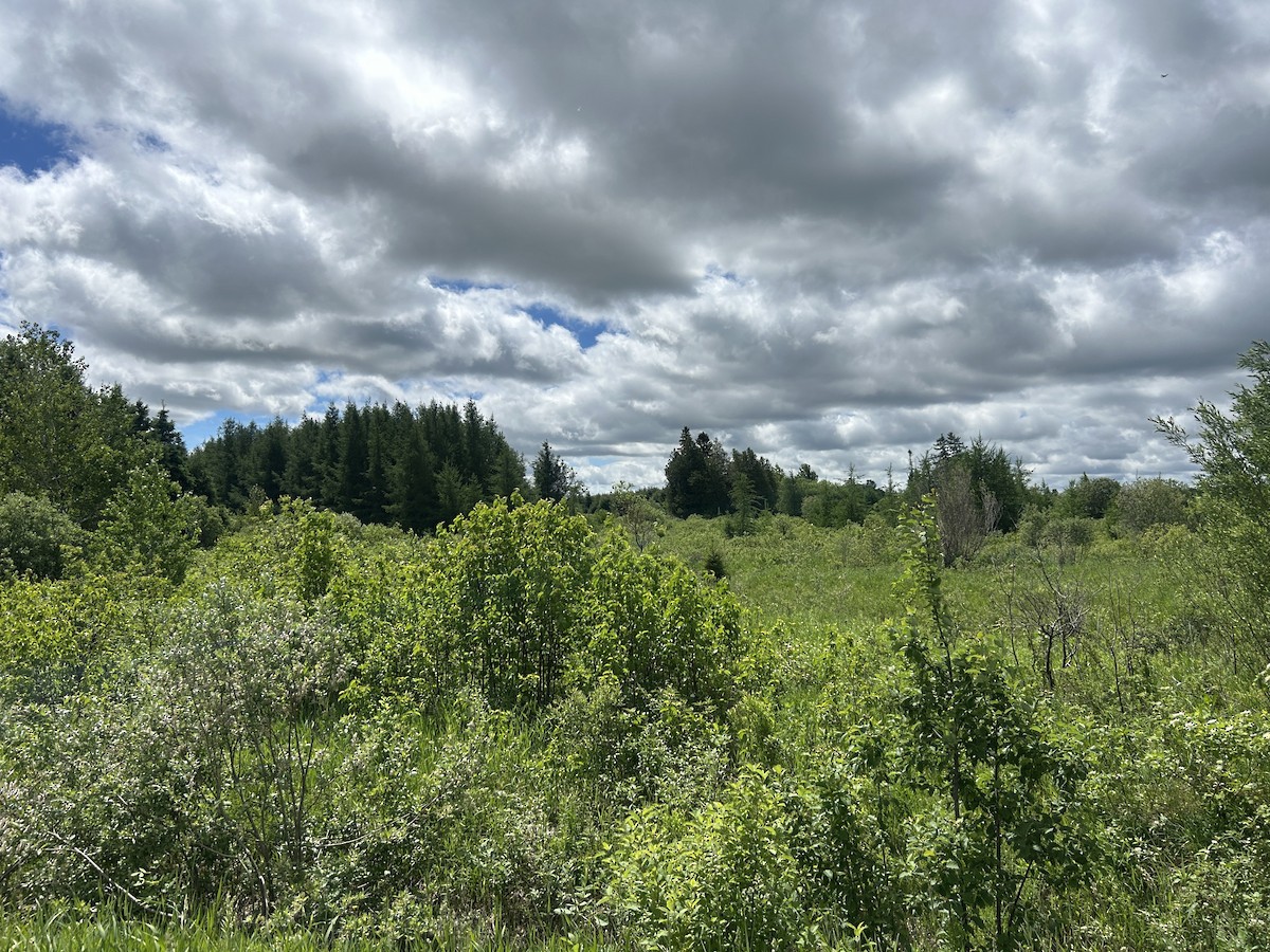 null - ML659575275