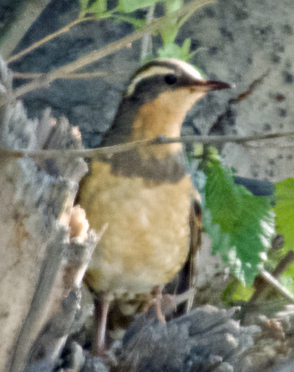 Varied Thrush - ML659575303