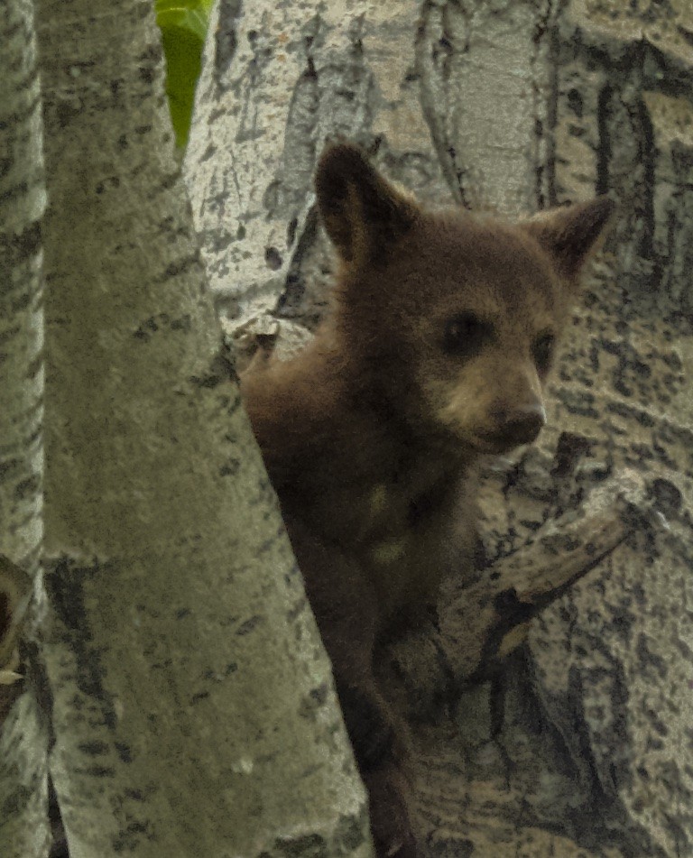Animals - ML659575317
