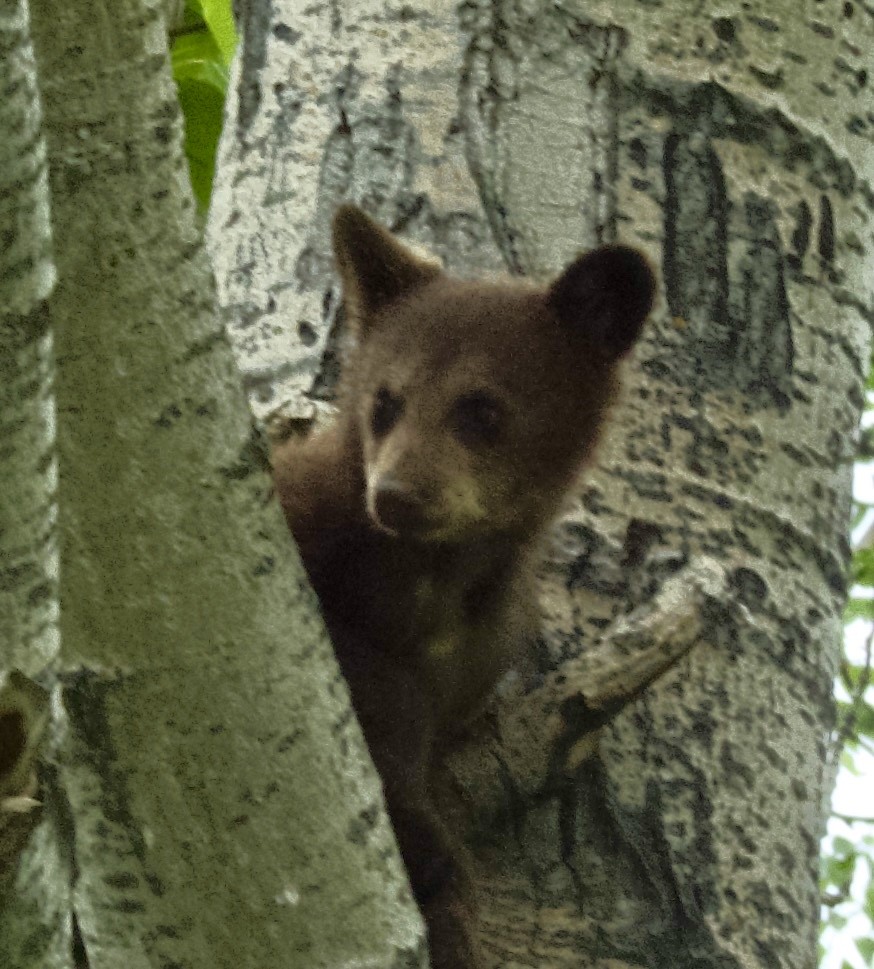 Animals - ML659575318