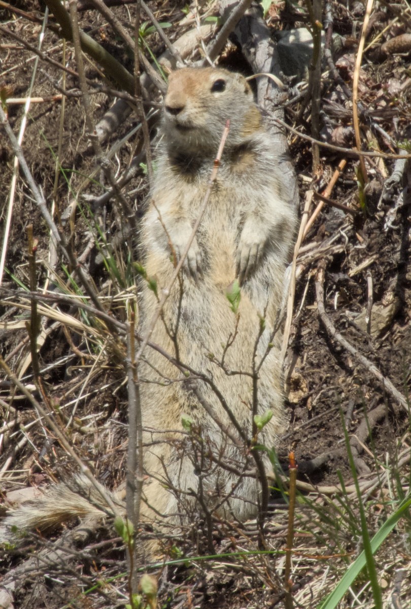 Animals - ML659575319