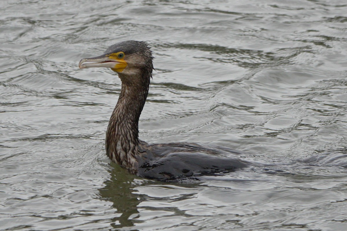 Great Cormorant - ML659575361