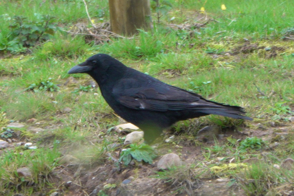 Carrion Crow - ML659575366