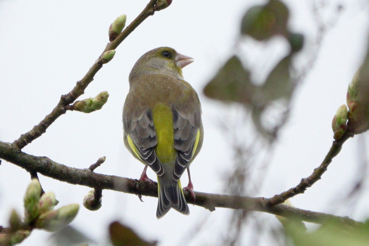 European Greenfinch - ML659575404
