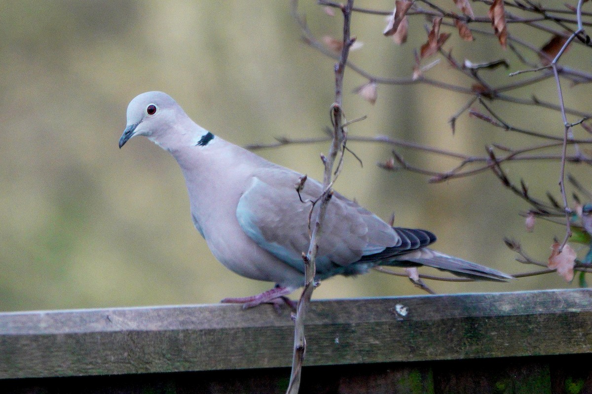 Eurasian Collared-Dove - ML659575695