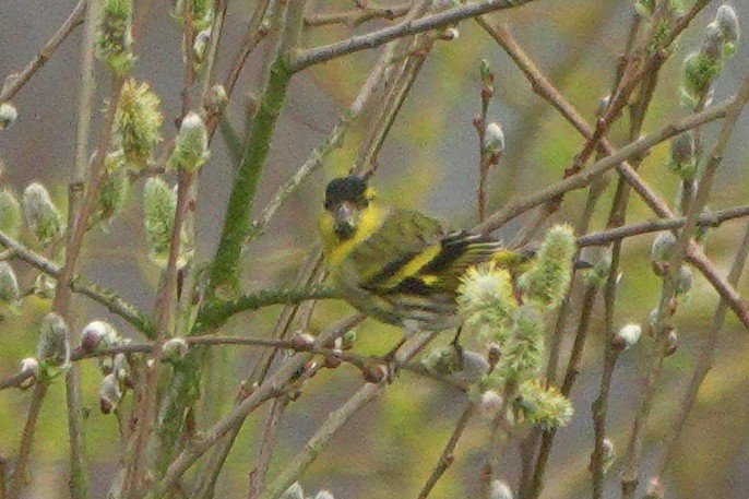 Eurasian Siskin - ML659575707