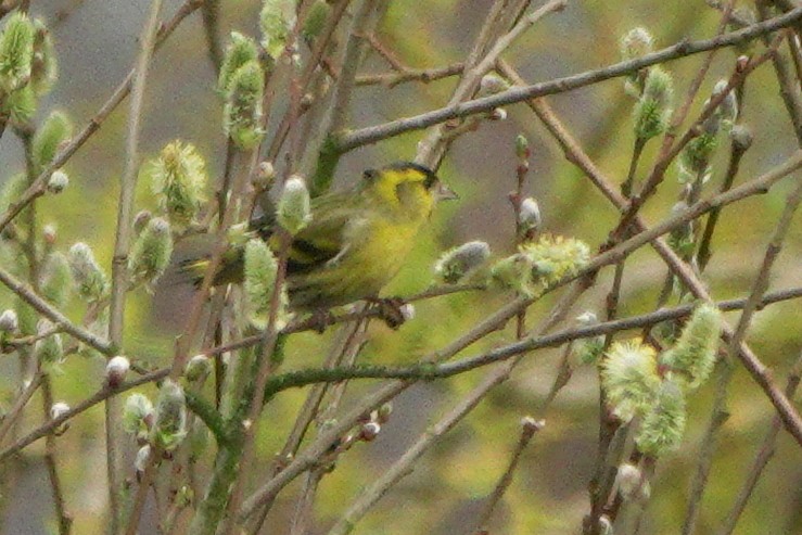 Eurasian Siskin - ML659575708