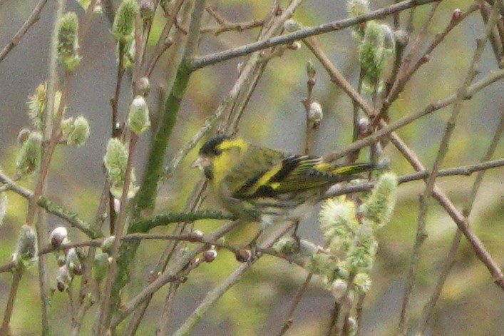 Eurasian Siskin - ML659575710