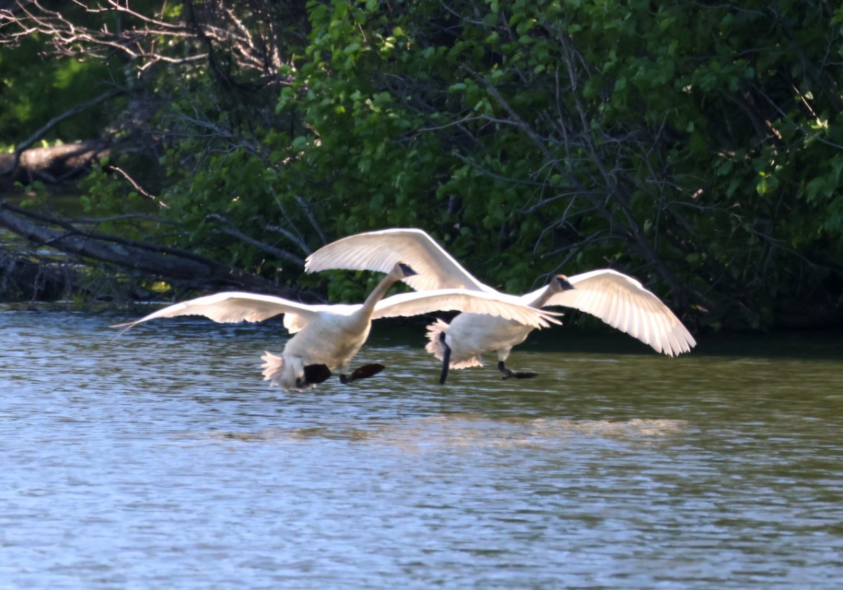 Trumpeter Swan - ML659575721