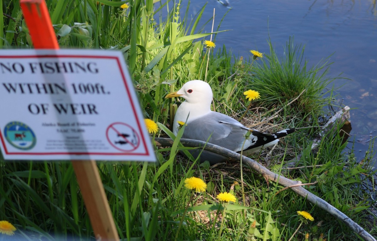 Short-billed Gull - ML659575743