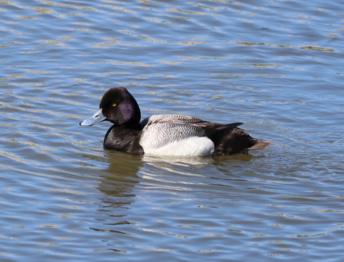 Lesser Scaup - ML659575759