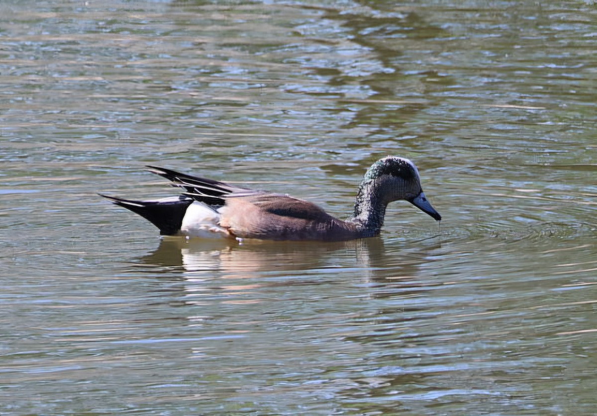 American Wigeon - ML659575960